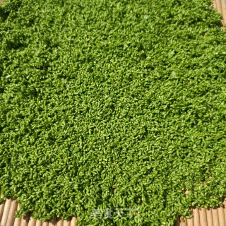 炒槐米茶的做法步调：6