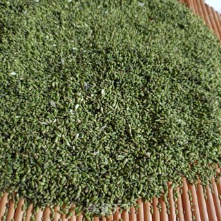 炒槐米茶的做法步调：7