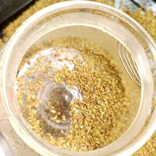 炒槐米茶的做法步调：14