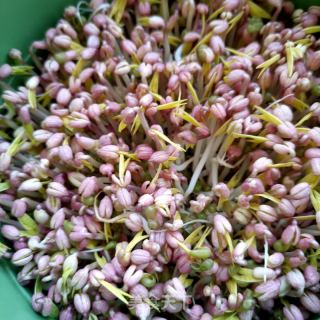 韭菜鸡蛋炒芽菜的做法步调：1