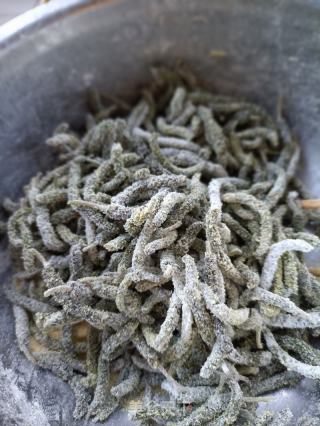 虾仁炒构树穗的做法步调：4