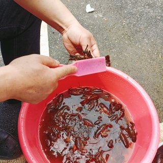 麻喷鼻辣小龙虾的做法步调：1