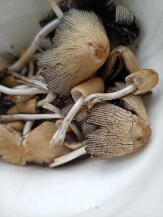 柳树菇鸽子汤的做法步调：2
