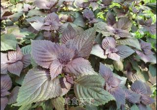 紫苏叶炒鸡蛋的做法步调：2