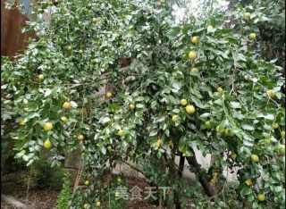 蒸年夜枣的做法步调：1