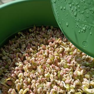 自觉绿芽菜的做法步调：8