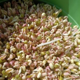 自觉绿芽菜的做法步调：9