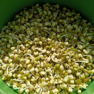 自觉绿芽菜的做法步调：6