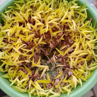午饭肉拌绿芽菜的做法步调：1