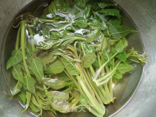 喷鼻椿芽拌豆腐的做法步调：3