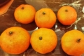 烤橘子的做法步骤：3
